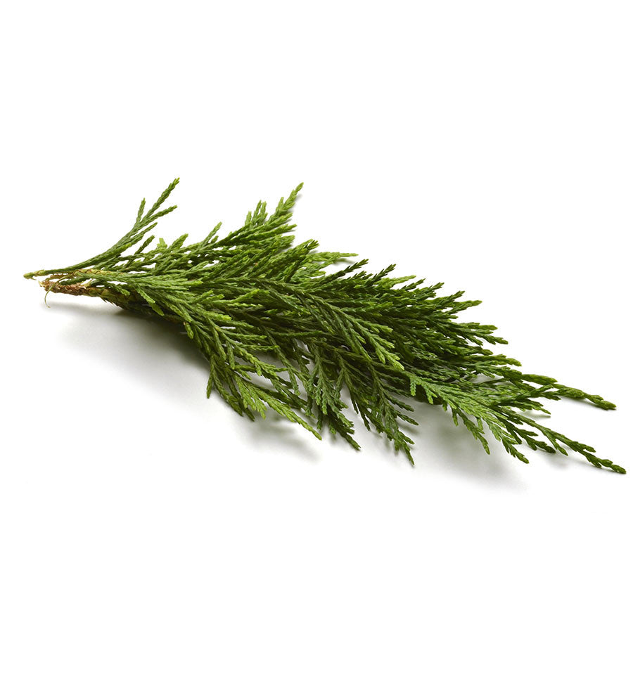Cypress Essential Oil - New Zealand Candle Supplies