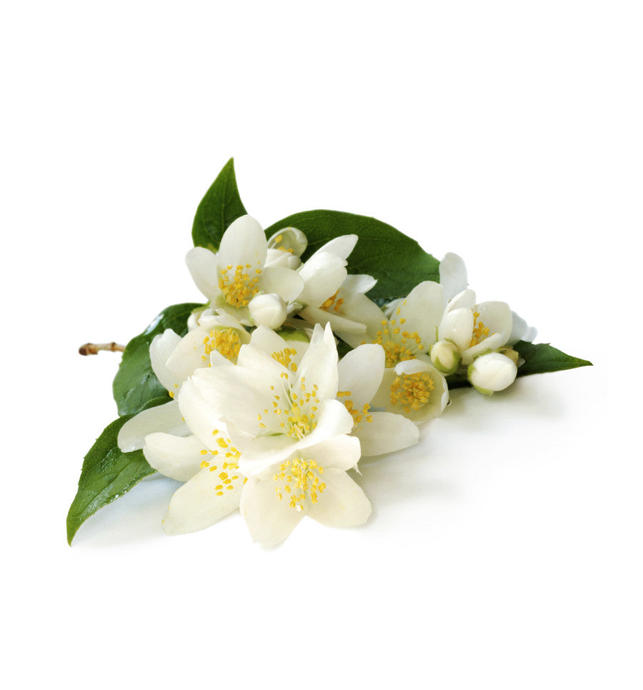 Jasmine Absolute Essential Oil - New Zealand Candle Supplies