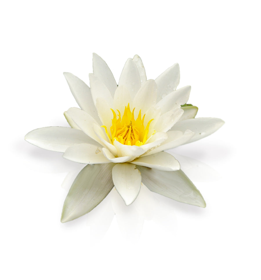 white lilies nz White Water Lily Fragrance Oil