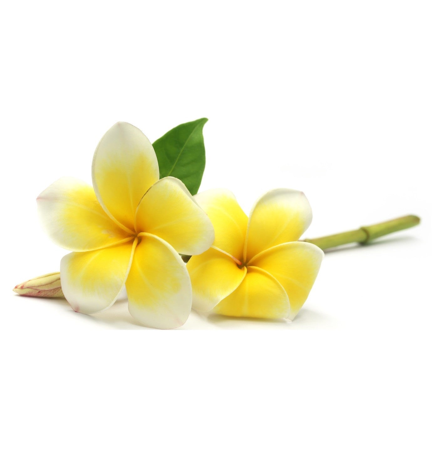 Frangipani Single Note Natural Fragrance Oil - New Zealand Candle Supplies