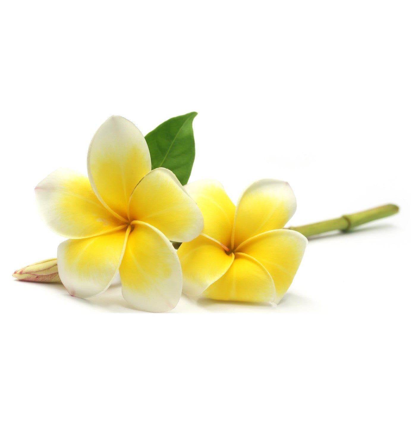 Frangipani Single Note Fragrance Oil NZ Candle Supplies