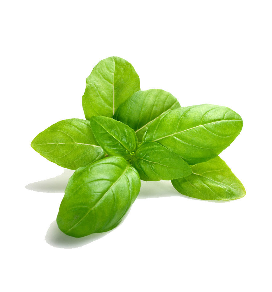 Basil Essential Oil - New Zealand Candle Supplies