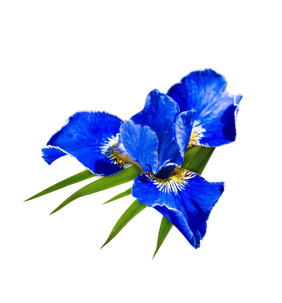 Blue Iris Fragrance Oil - New Zealand Candle Supplies