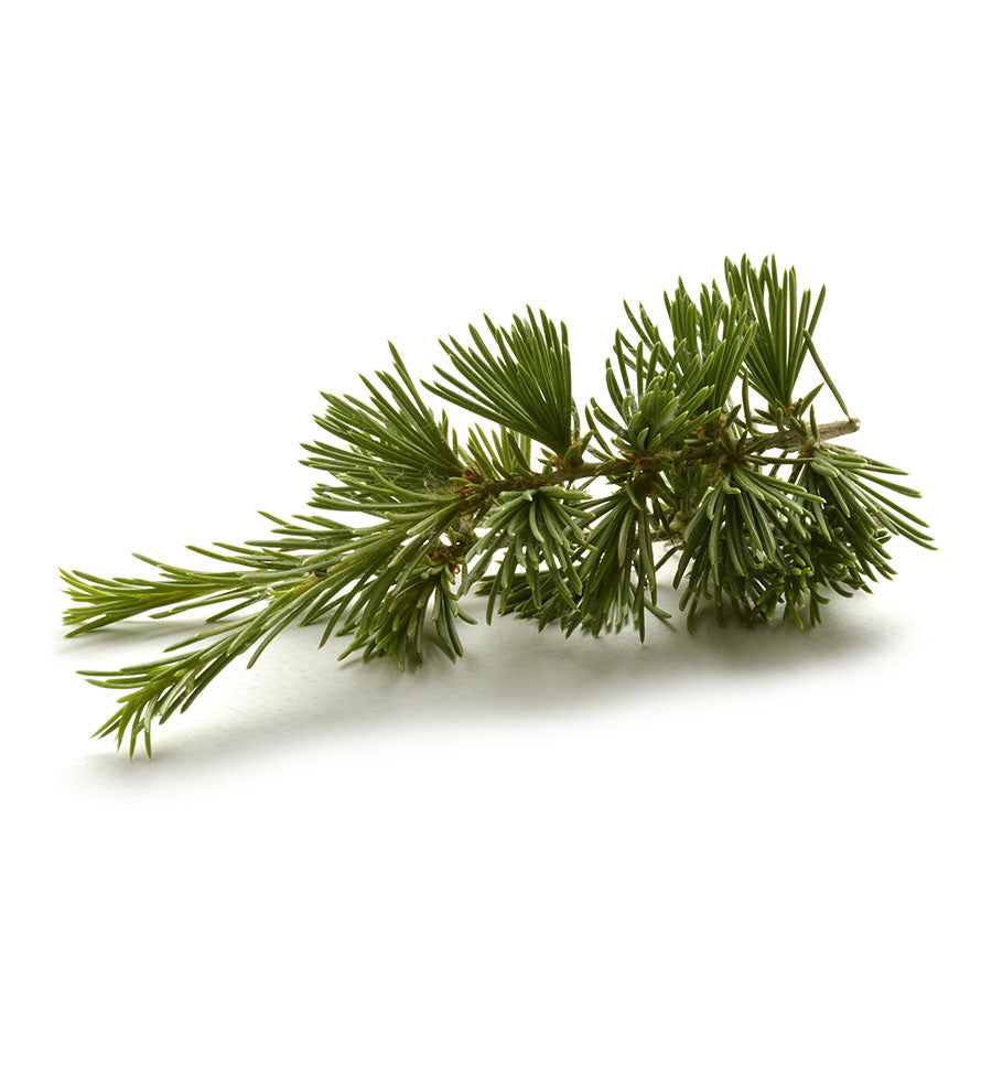 Cedarwood Essential Oil - New Zealand Candle Supplies