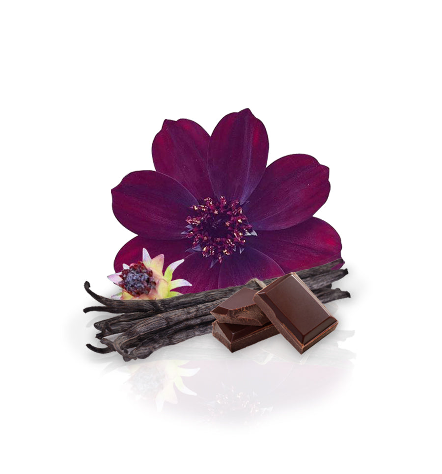 Chocolate Cosmos Flower Fragrance Oil - New Zealand Candle Supplies