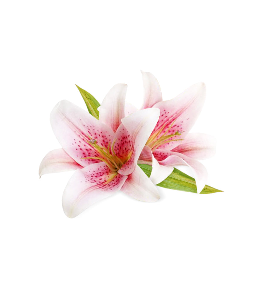 Christmas Lilies Fragrance Oil - New Zealand Candle Supplies