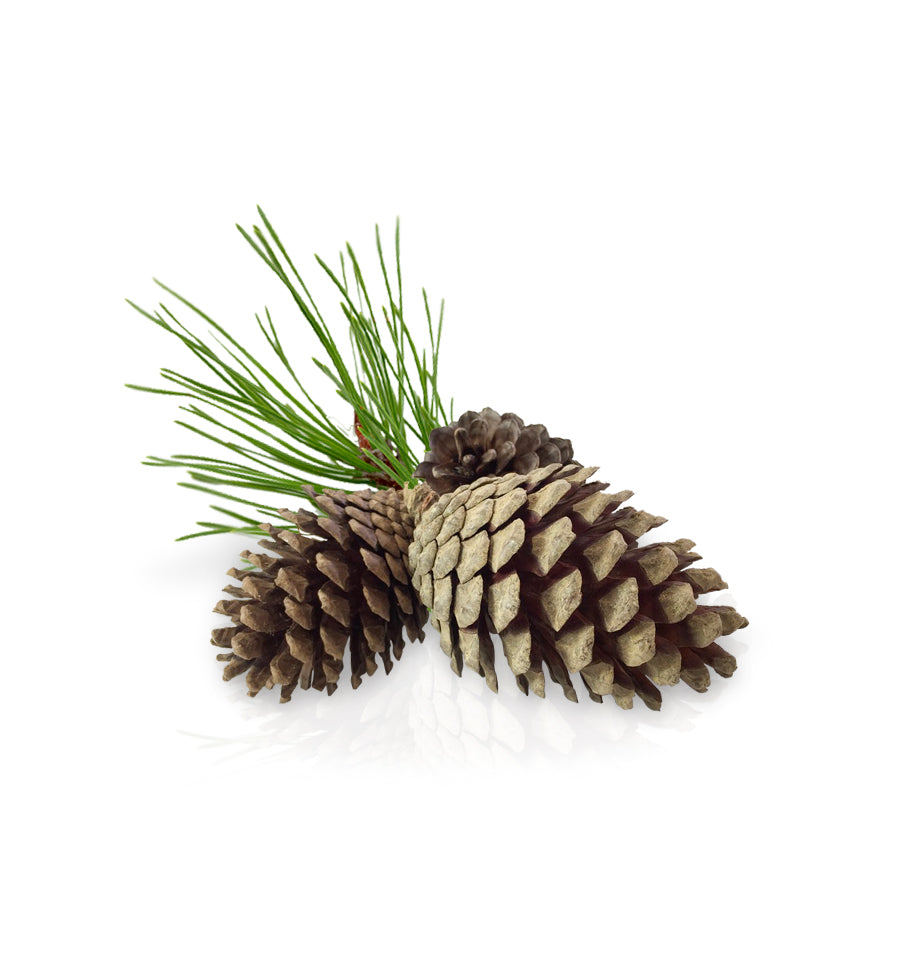 Conifer Fragrance Oil - New Zealand Candle Supplies
