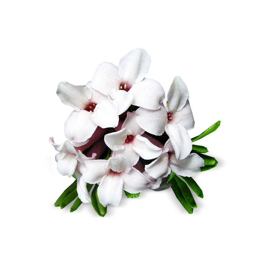 Winter Daphne Fragrance Oil - New Zealand Candle Supplies