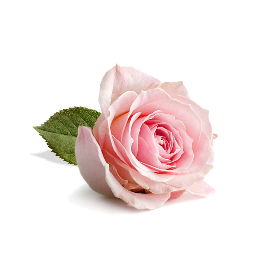 Egyptian Rose Fragrance Oil - New Zealand Candle Supplies