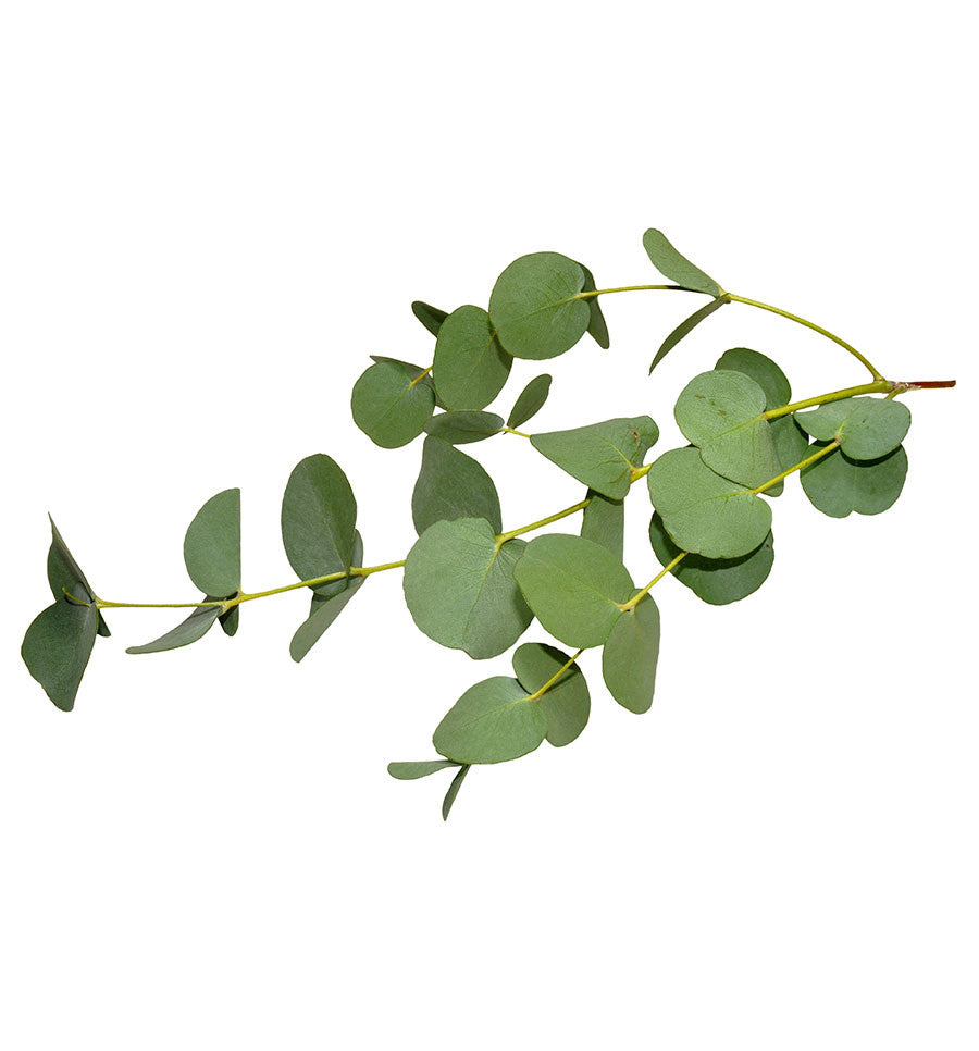 Eucalyptus Essential Oil - New Zealand Candle Supplies