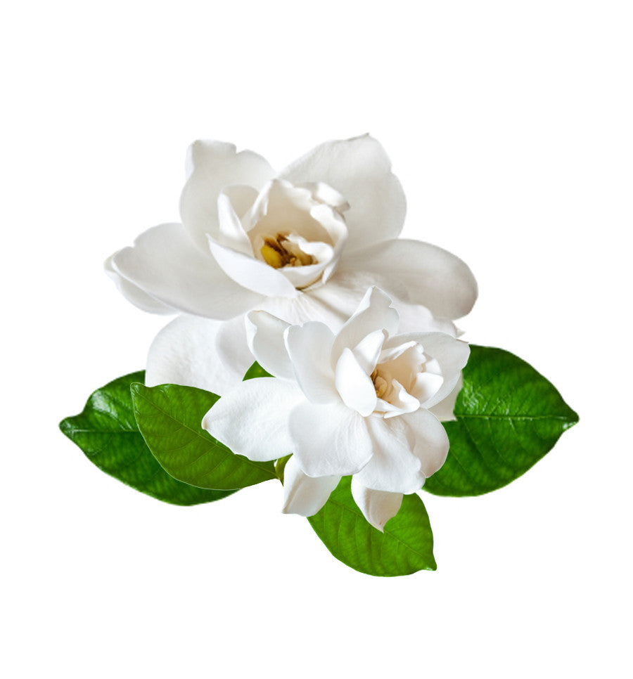 Gardenia Single Note Natural Fragrance Oil - New Zealand Candle Supplies