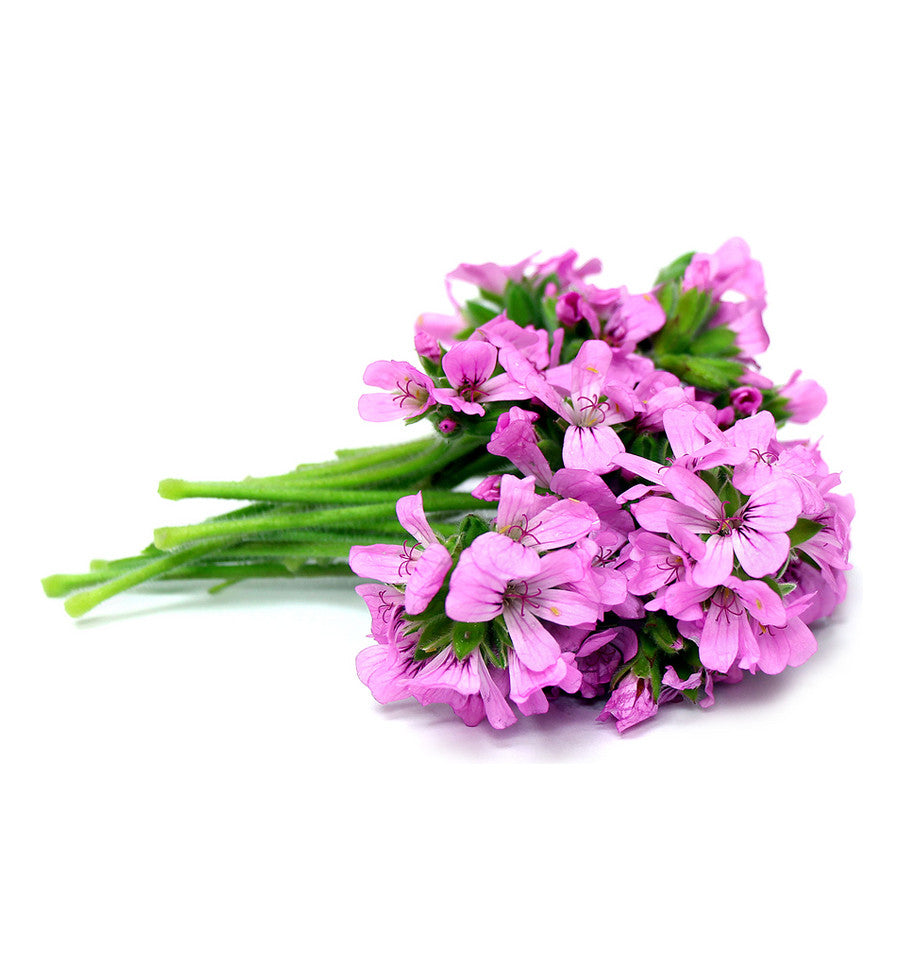 Buy Geranium Essential Oil. NZ Wholesale Essential Oil Supplier