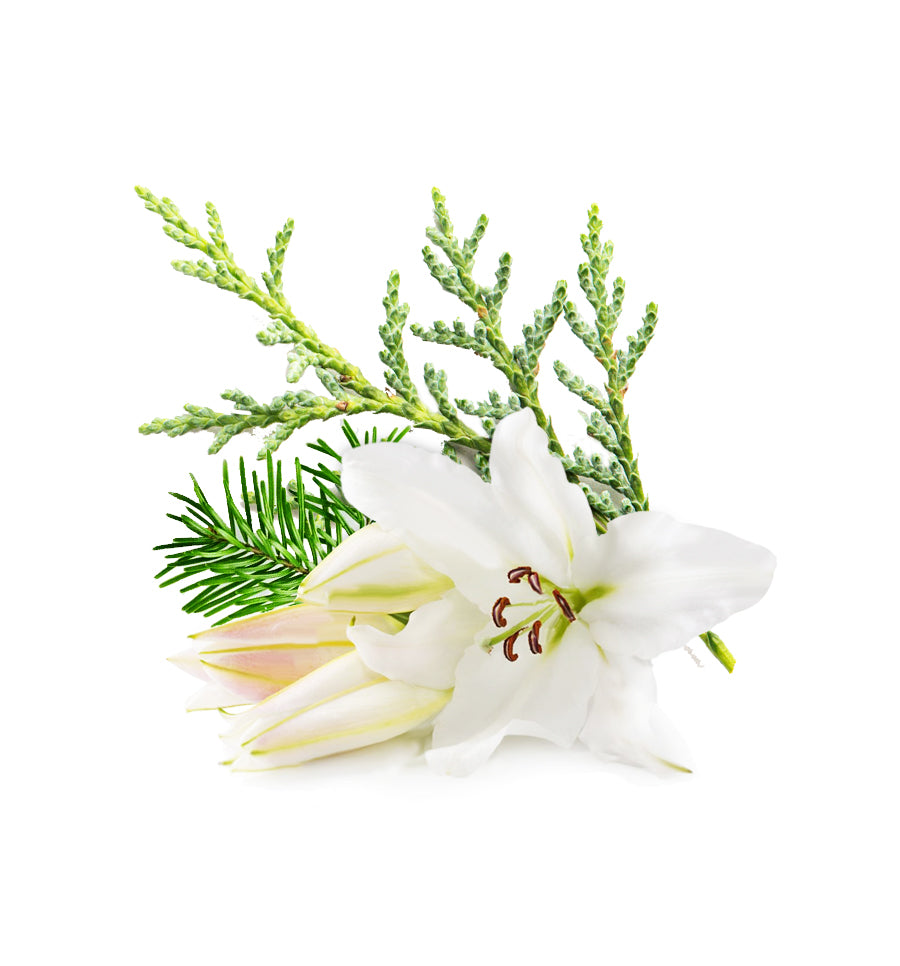Hinoki Cypress & Lily Fragrance Oil - New Zealand Candle Supplies