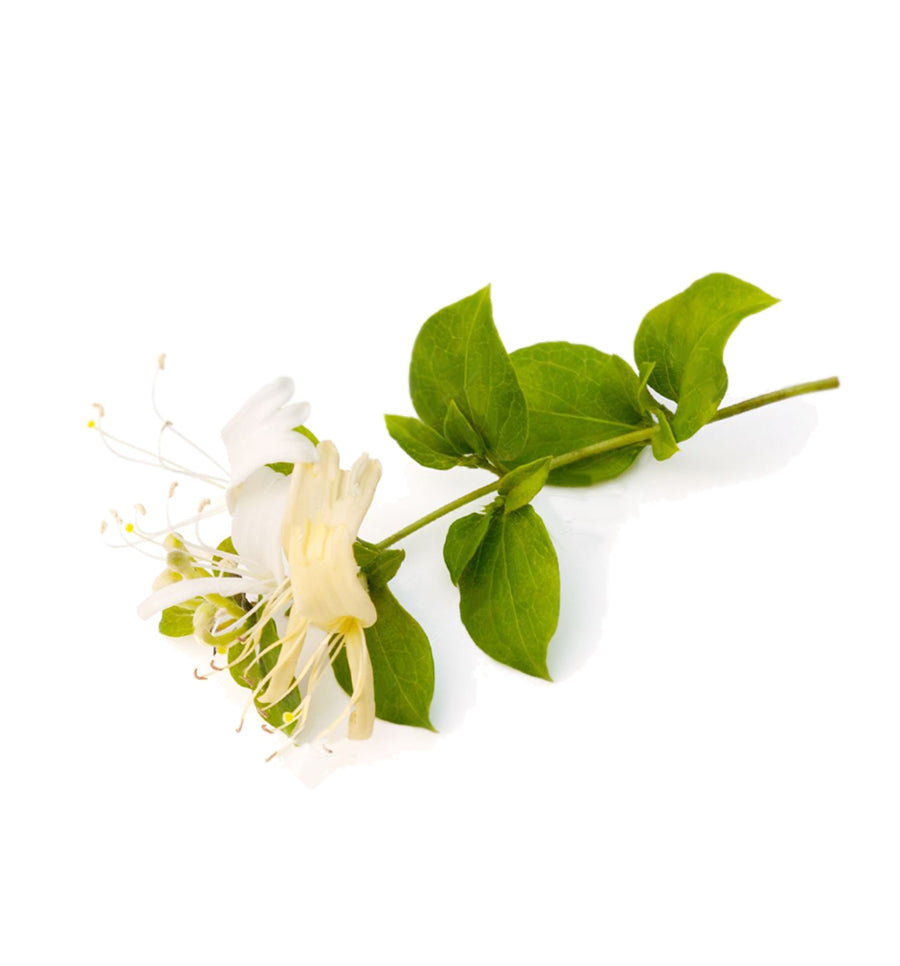 Japanese Honeysuckle Fragrance Oil - New Zealand Candle Supplies