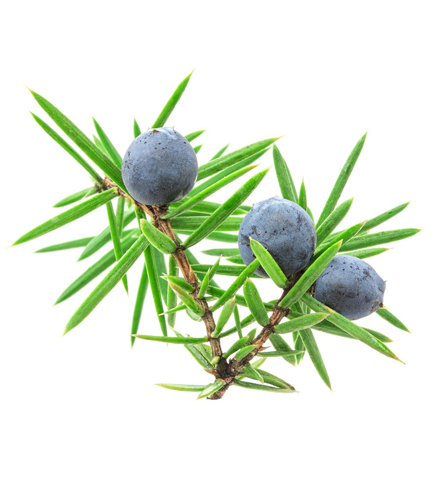 Juniper Berry Natural Fragrance Oil - New Zealand Candle Supplies