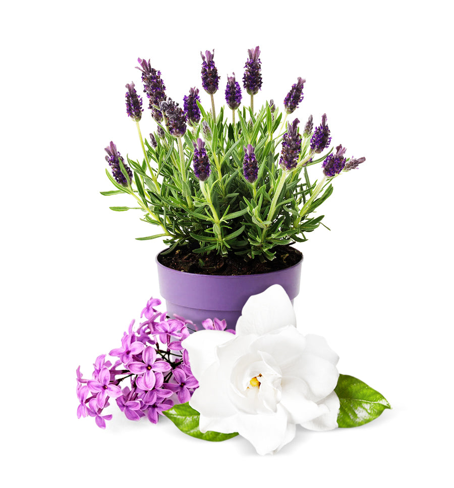 Lavender & Lilac Fragrance Oil