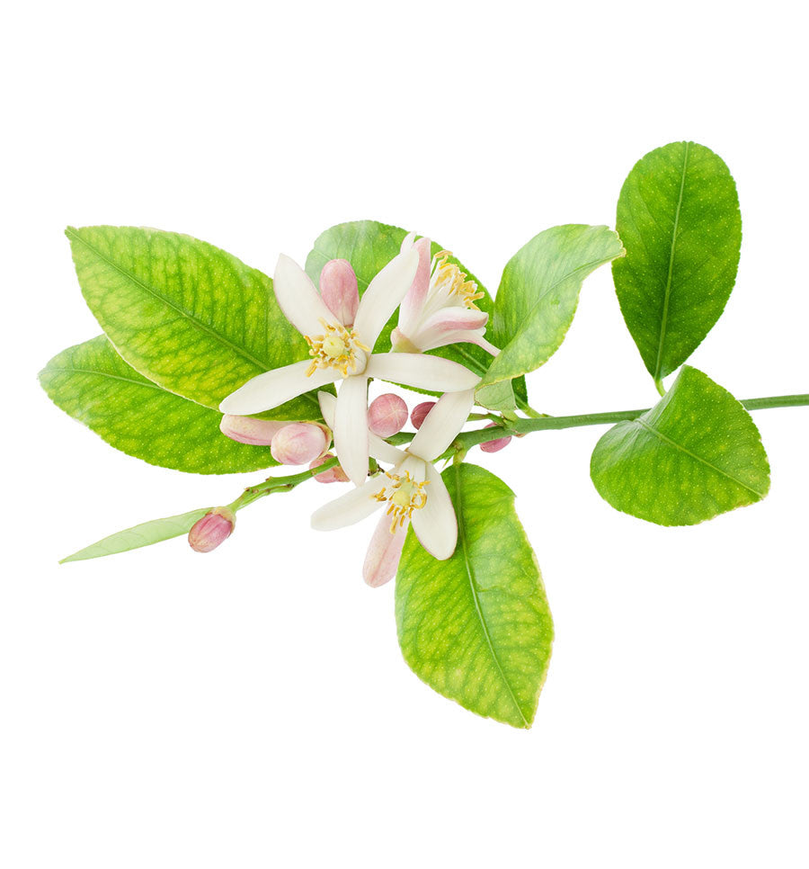 Lemon Blossom Natural Fragrance Oil - New Zealand Candle Supplies