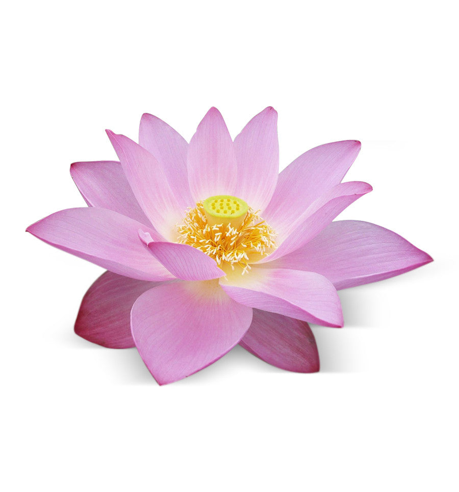Lotus Flower Single Note Natural Fragrance Oil - New Zealand Candle Supplies