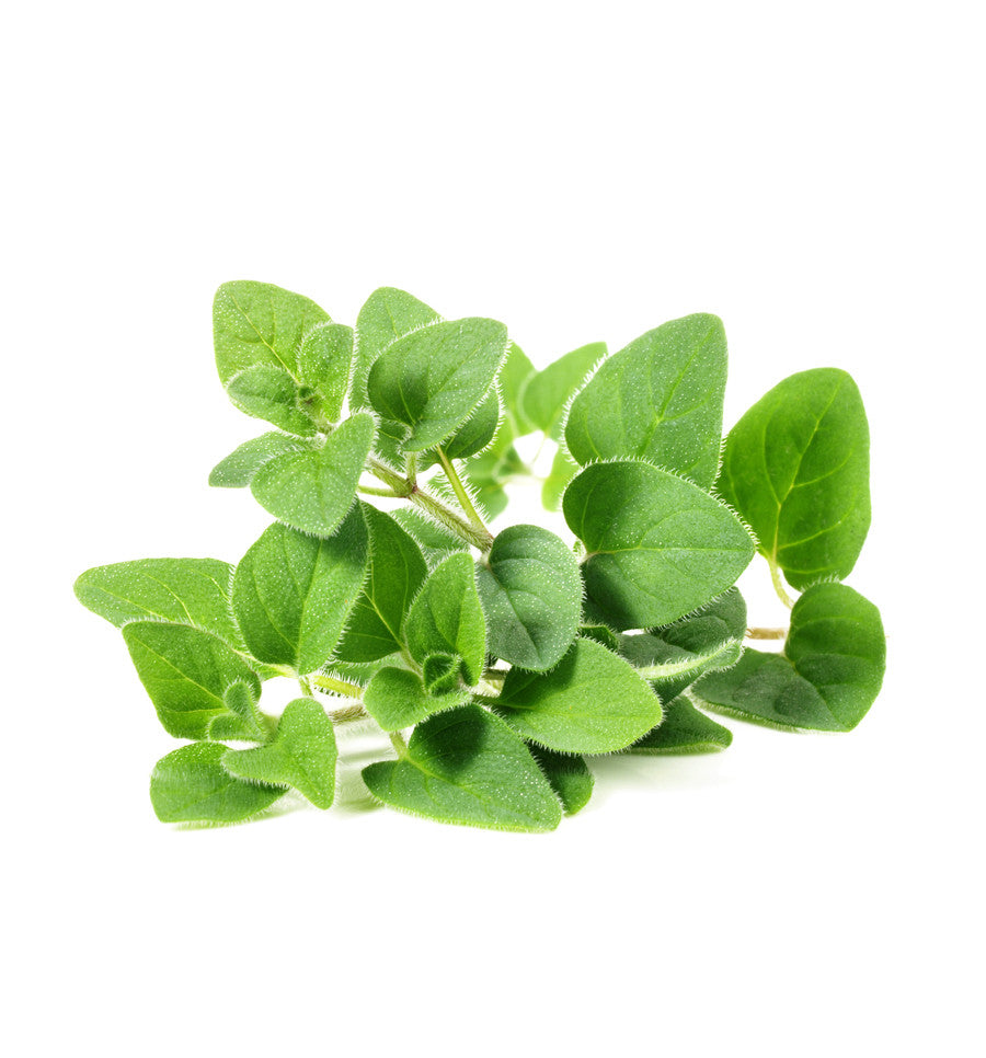 Marjoram Essential Oil - New Zealand Candle Supplies