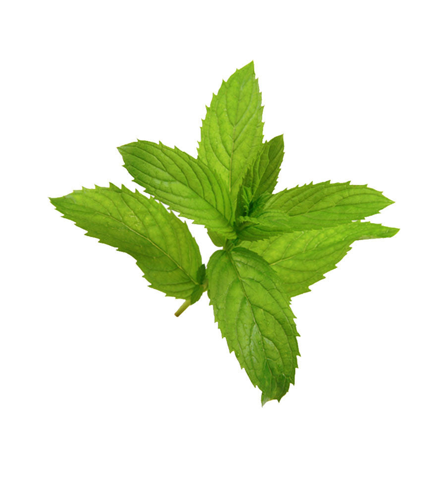 Menthol Essential Oil - New Zealand Candle Supplies