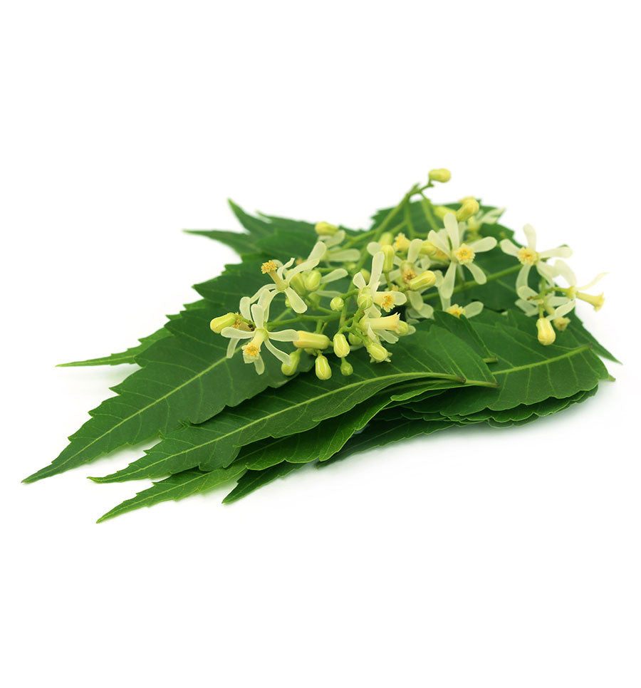 Neem Essential Oil - New Zealand Candle Supplies
