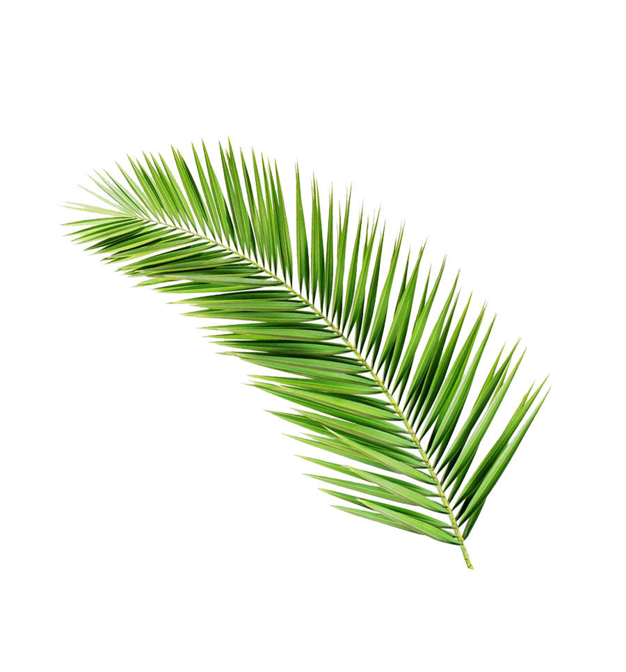 Nikau Palm Single Note Fragrance Oil - New Zealand Candle Supplies