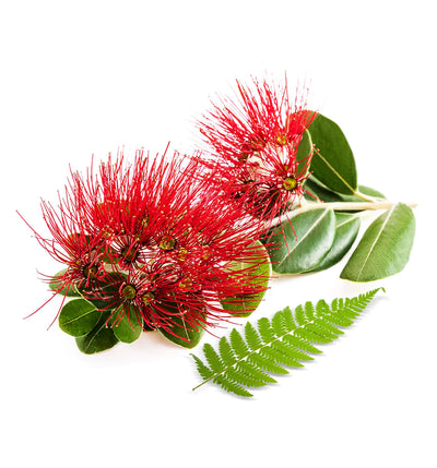 Pohutukawa Fragrance Oil