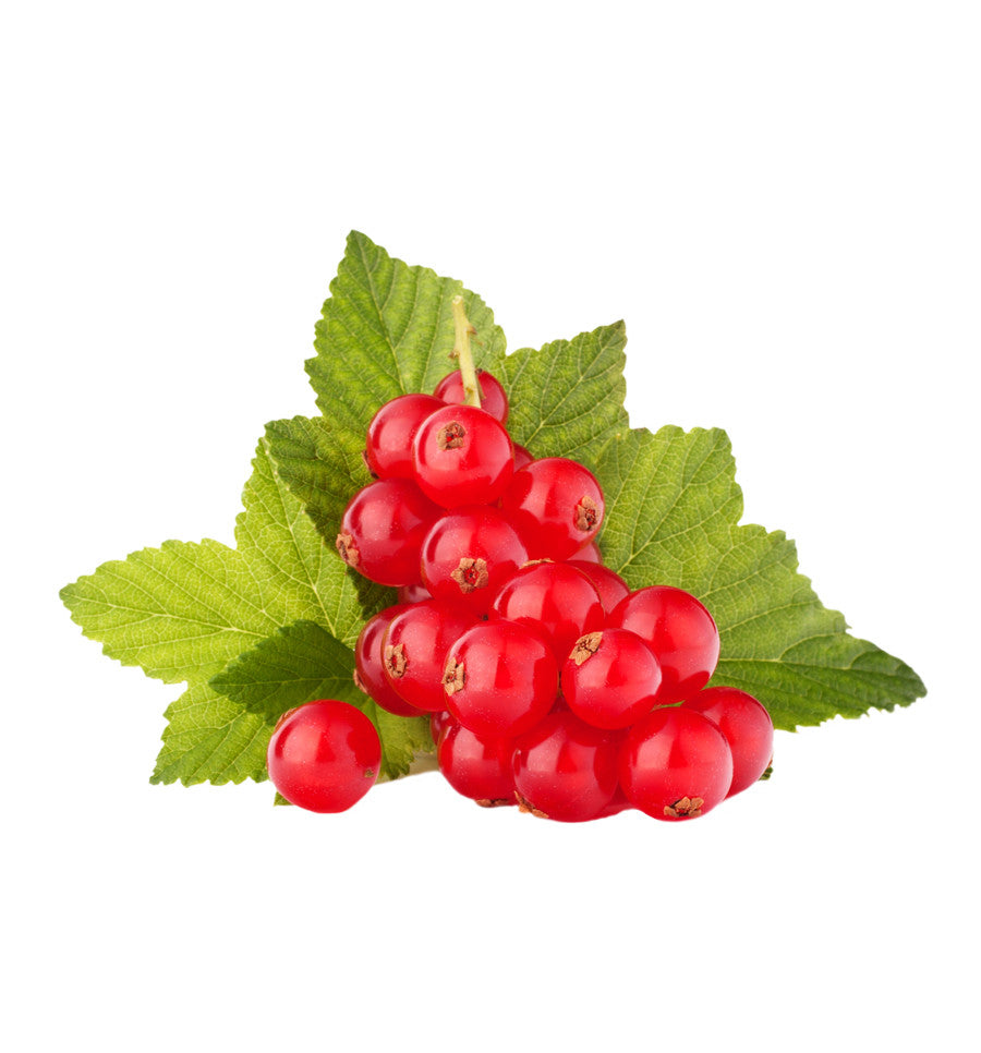 Red Currant Natural Fragrance Oil - New Zealand Candle Supplies