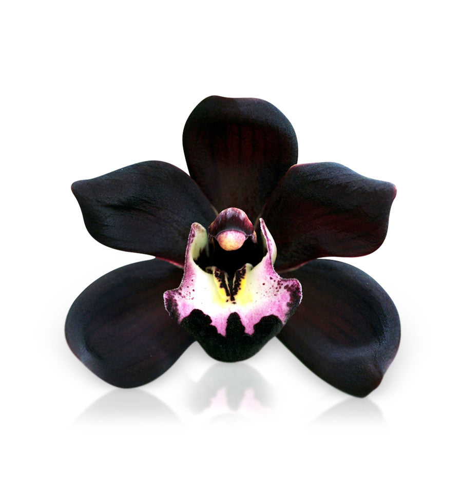 Black Orchid Single Note Fragrance Oil - New Zealand Candle Supplies