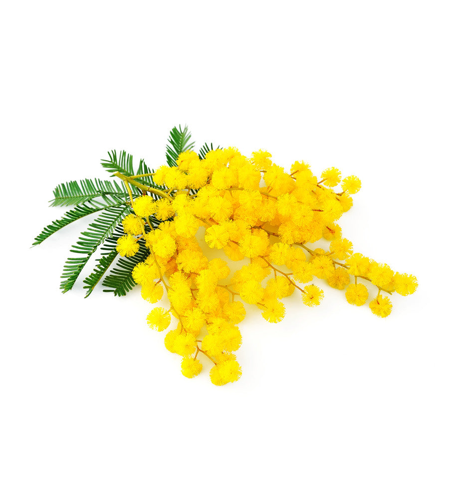 Texan Mimosa Flower Single Note Fragrance Oil - New Zealand Candle Supplies