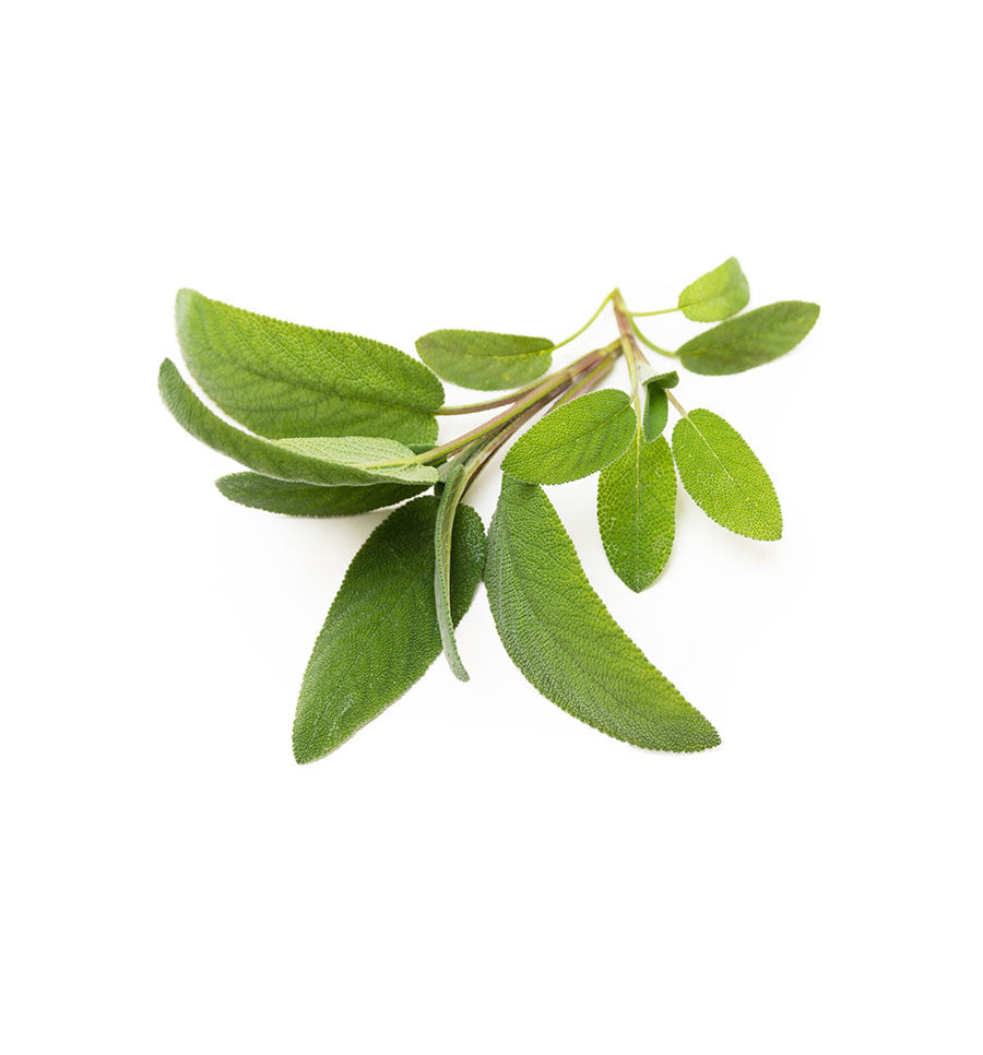 Sage Essential Oil - New Zealand Candle Supplies