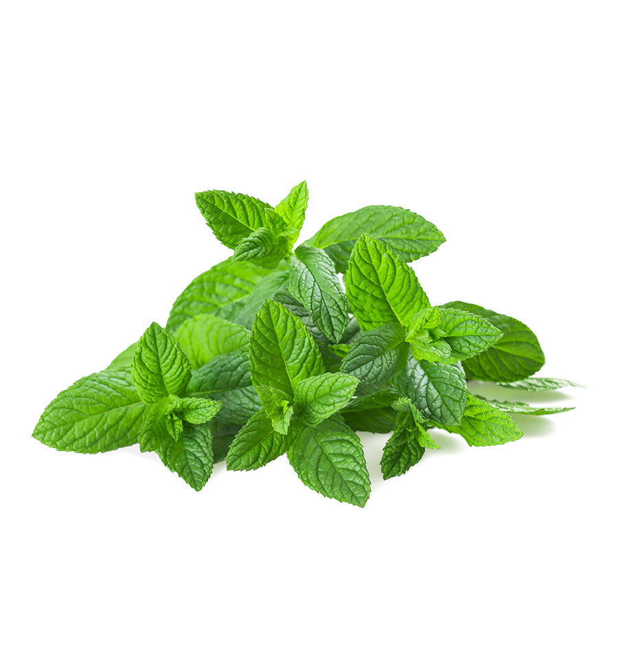 Invigorating Spearmint Single Note Natural Fragrance Oil - New Zealand Candle Supplies