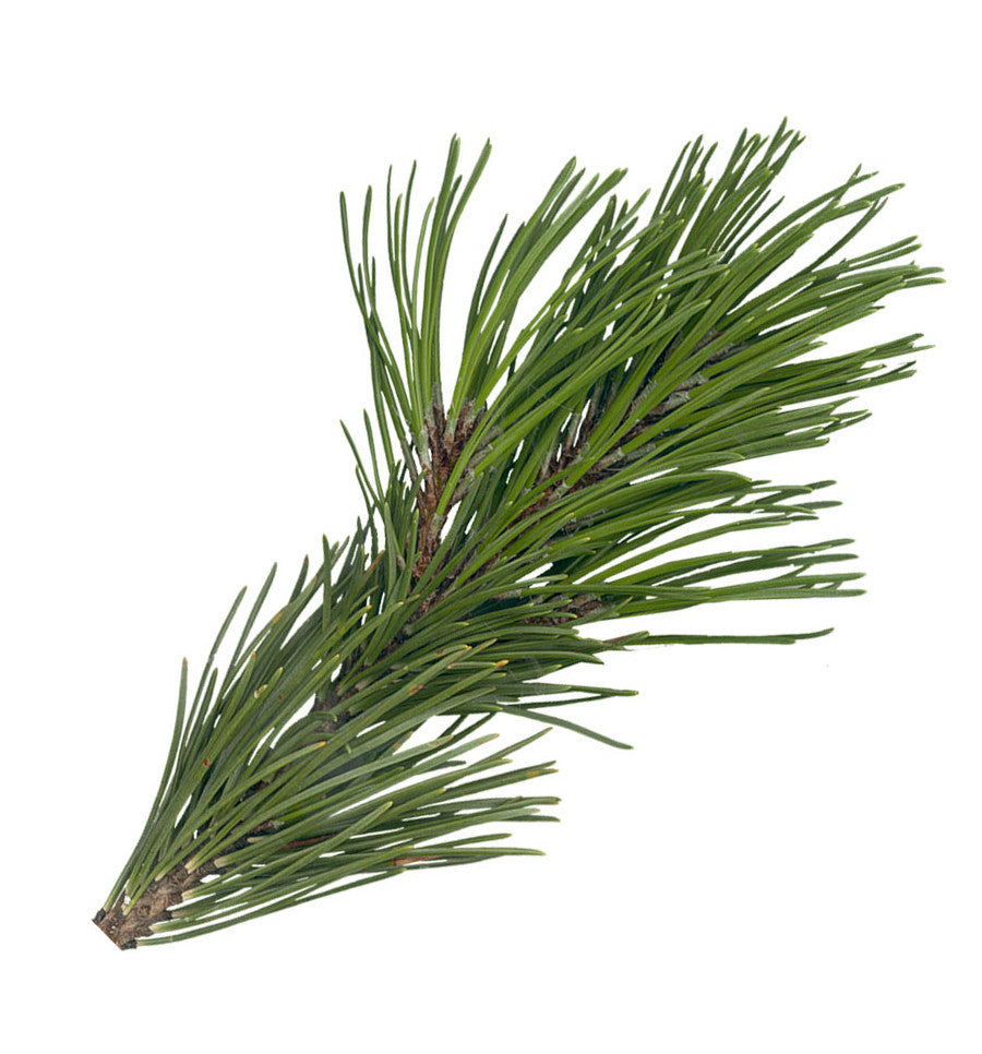 Spruce Essential Oil - New Zealand Candle Supplies