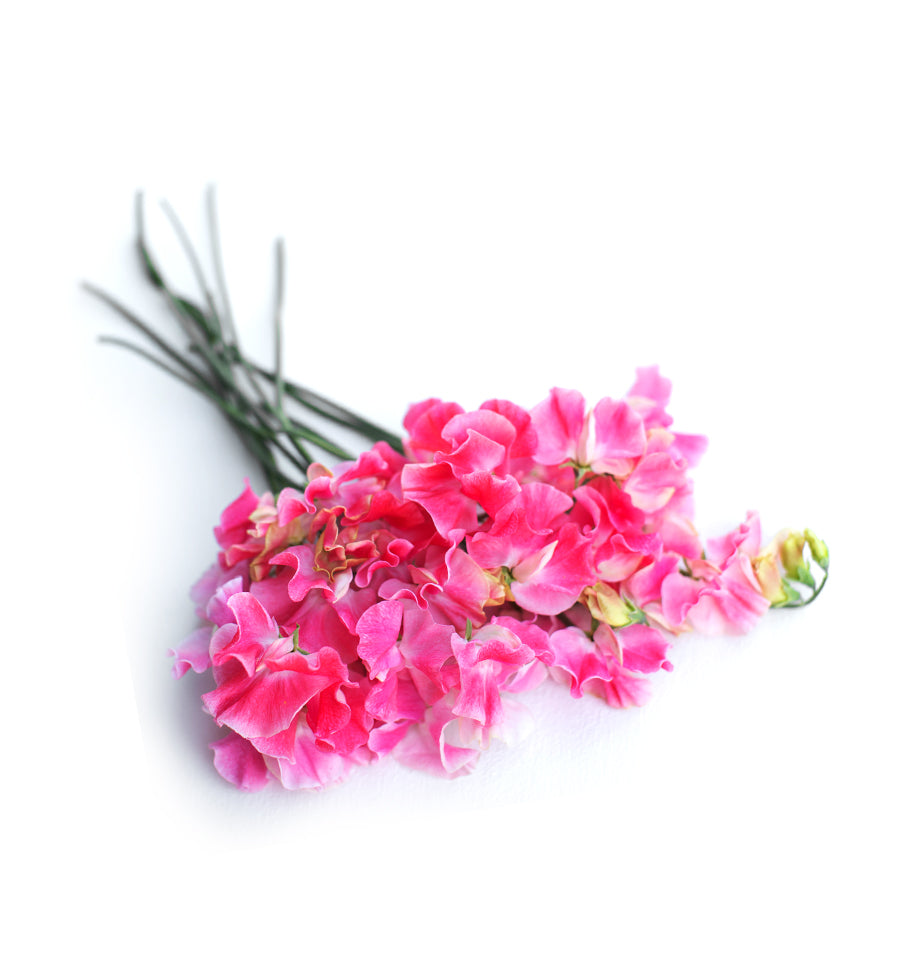 Classic Sweet Pea Fragrance Oil - New Zealand Candle Supplies