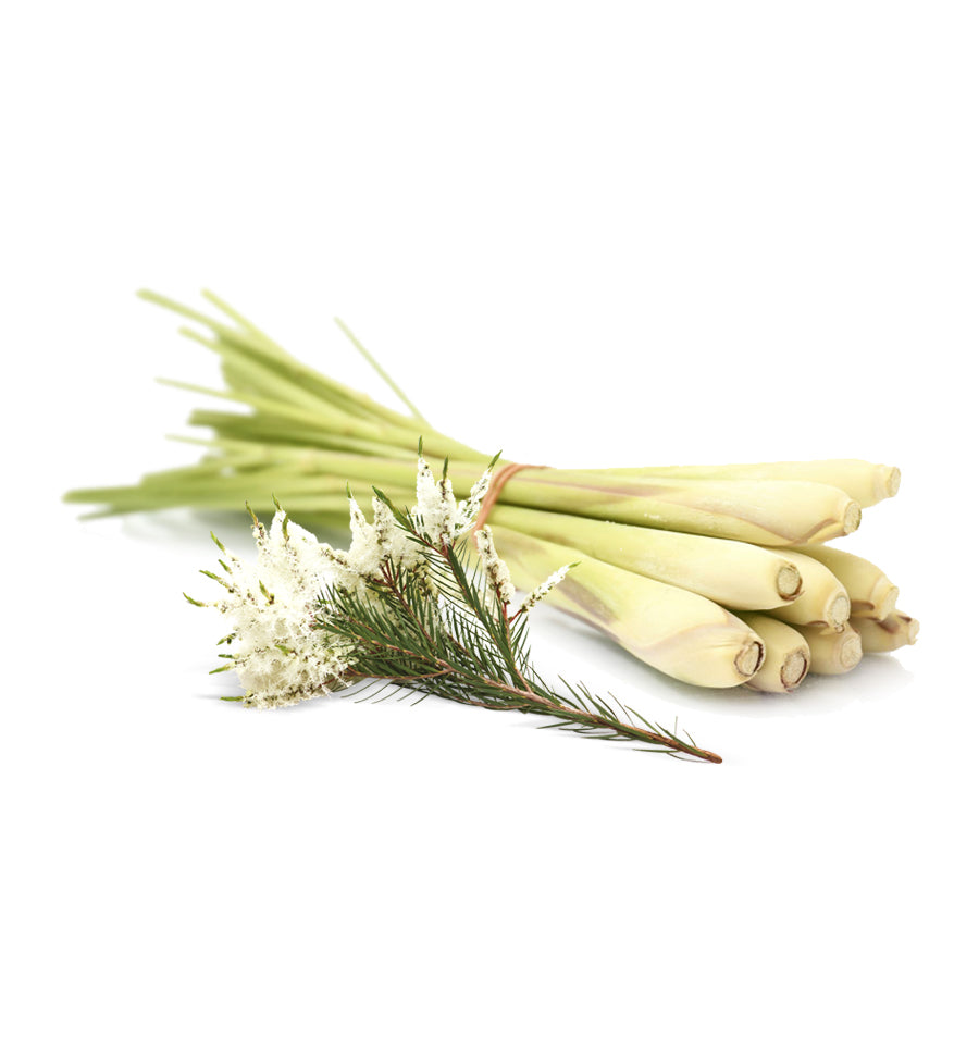 Tea Tree & Lemongrass Essential Oil Blend - New Zealand Candle Supplies