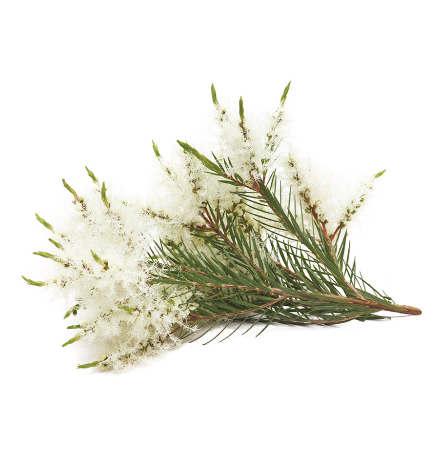 Tea Tree Essential Oil - New Zealand Candle Supplies