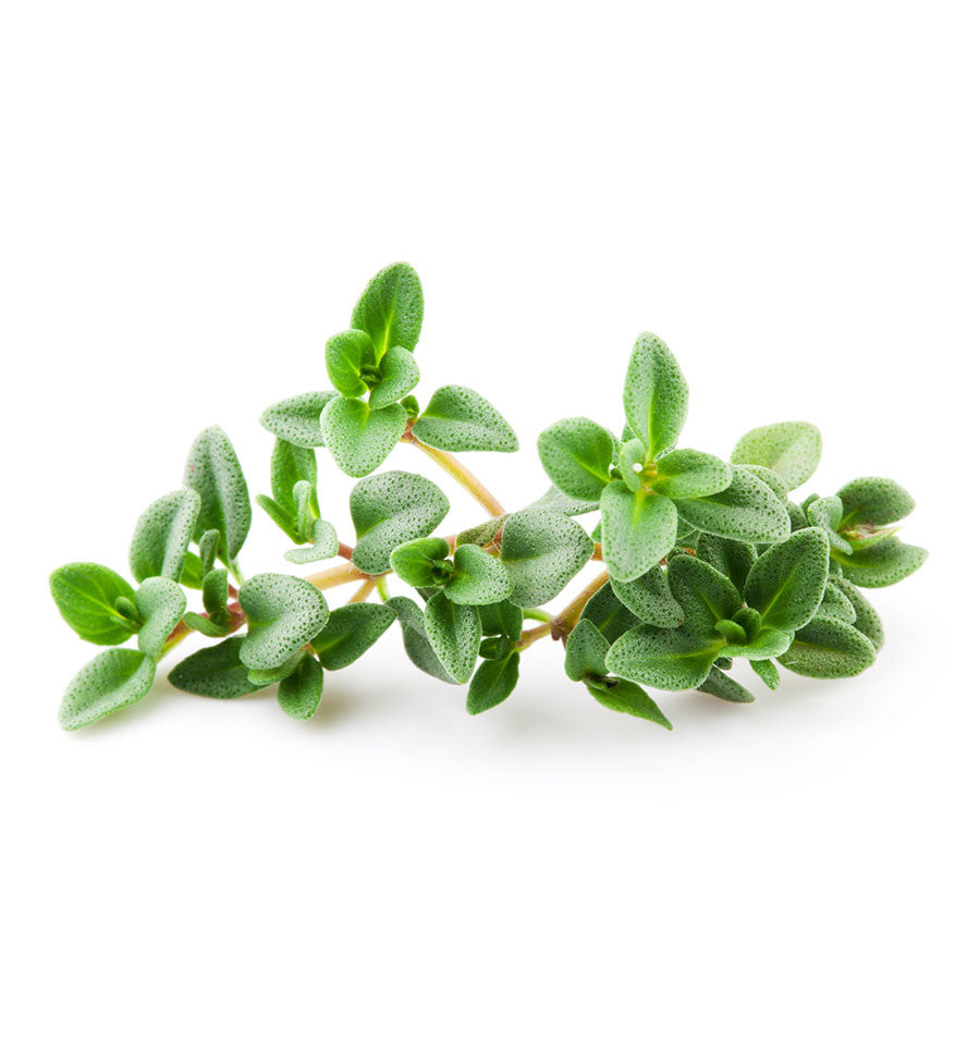 Thyme Essential Oil - New Zealand Candle Supplies