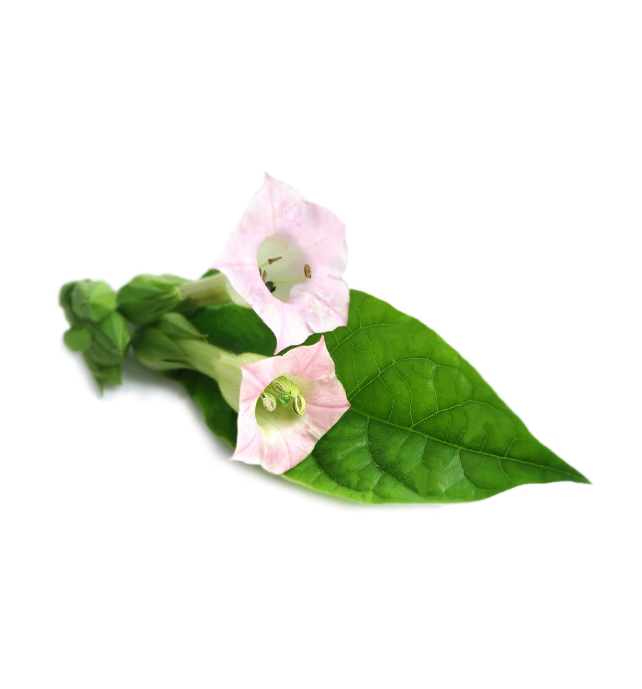 Tobacco Flower Fragrance Oil