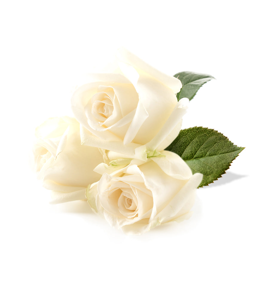 White Rose Fragrance Oil - New Zealand Candle Supplies