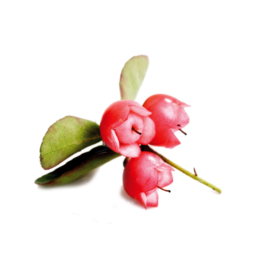 Wintergreen Essential Oil - New Zealand Candle Supplies