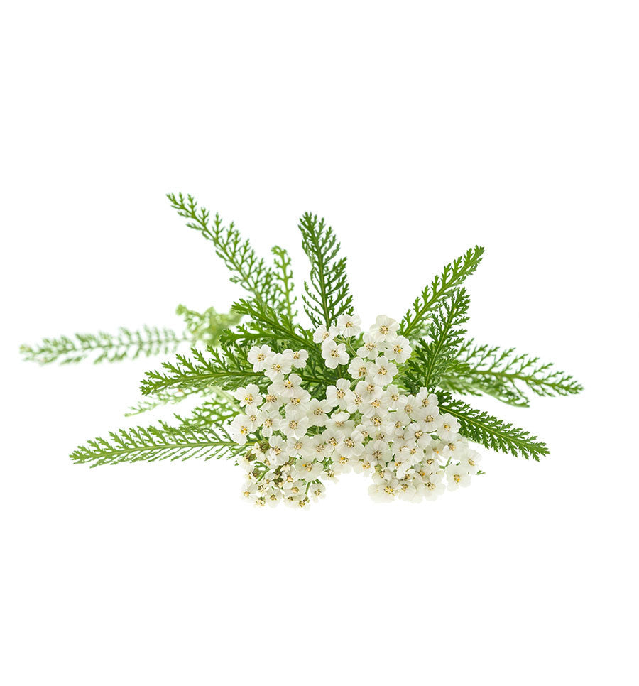 Yarrow Essential Oil - New Zealand Candle Supplies