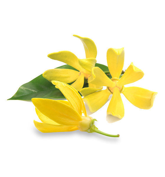 Ylang Ylang Essential Oil - New Zealand Candle Supplies
